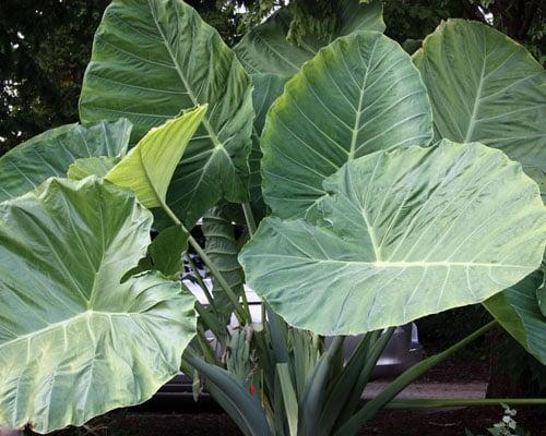 Alocasia "Borneo Giant"