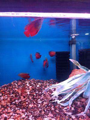 Red fire gourami