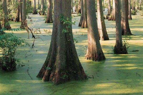 Another majestic tree - though not THE heritage tree of the Guadalupe River Valley, the Bald Cypress (taxodium distichum).
