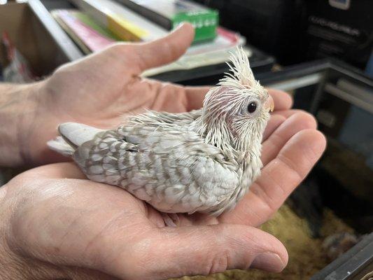 Baby Cockatiels