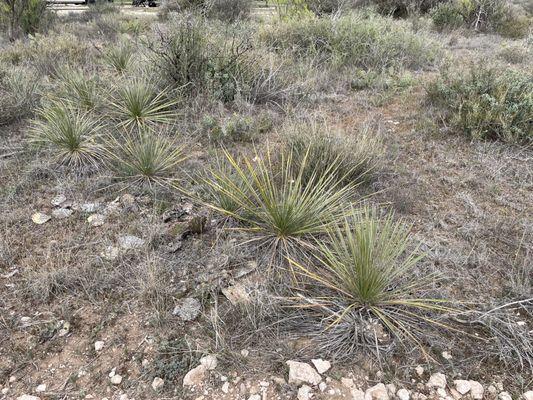 Roadrunner trail