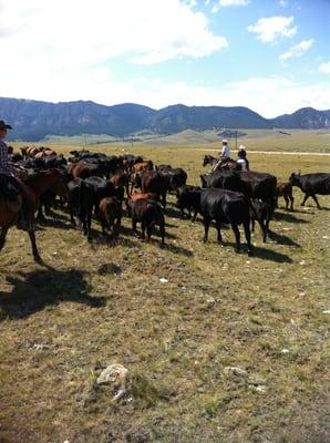 Herding cow/calf pairs at Klondike Ranch