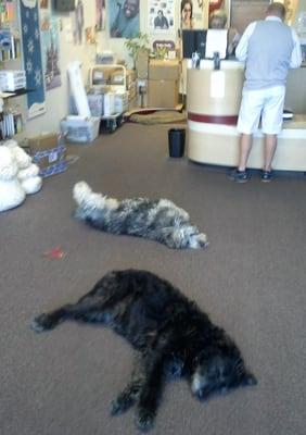 The store owners' two awesomely cool dogs.  Shown here in their native environment.