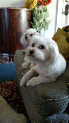 2 of the current 5 pack, Beau and Bella after grooming.