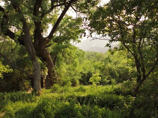 Backyard View from Guest House by Sutter Sugar