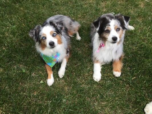 My two beautiful girls after their grooming.  Days later and they still look and smell great!