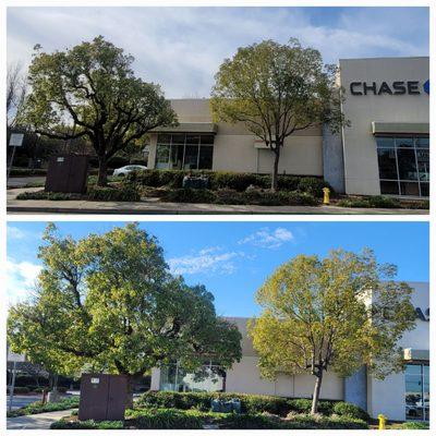 Chase Bank yuba city . Before and after pictures