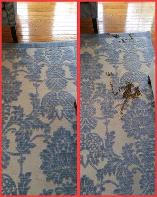 Dc area rug cleaning ,green home cleaning