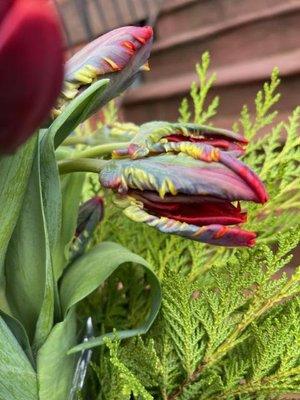 Exotic Parrot Tulip