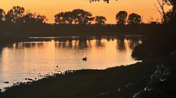 Sunset view from site #23 with a pelican floating in view