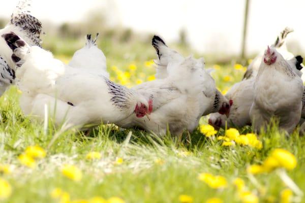 Pasture raised chickens.