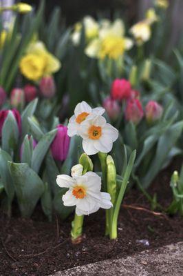 Spring flowers