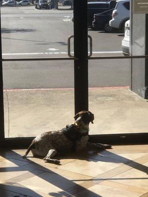 Josey is the most famous dog in SETX. Meet her at Puppy Love! She runs the store and will let you watch her eat treats all day.