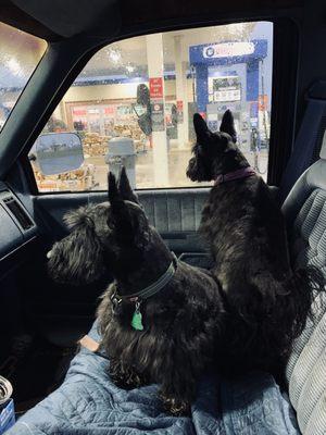 Charley and Ziggy on the way home . Scottish Terriers Rule