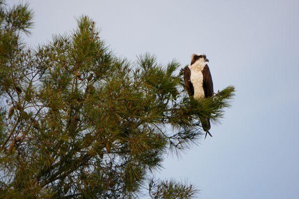 Osprey at the tallest tree of the park:)