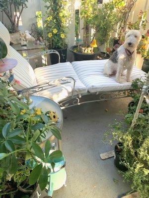 Our beloved Service Dog enjoys the newly painted balcony