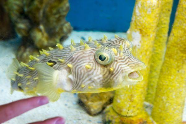 Mote Marine Laboratory & Aquarium