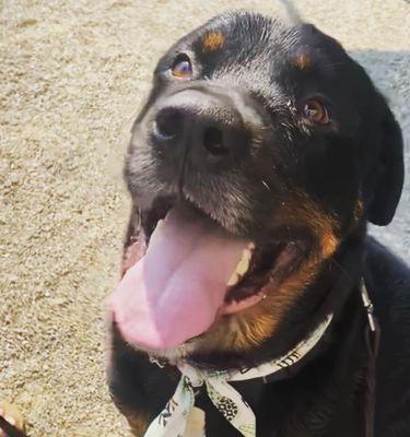 Paxton, 3 1/2 Rottweiler- a BIG fan of Geary Vet Hospital