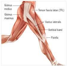 Muscle in leg