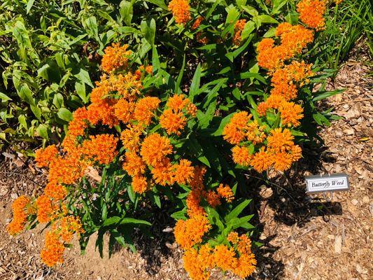 Butterfly Weed ~ Garden in Summer 2022