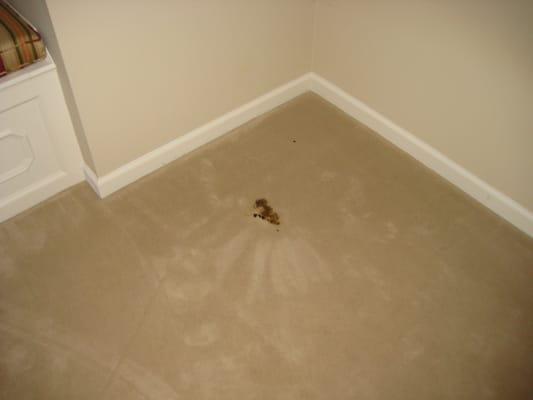 Carpet Cleaning Soiled Before Picture