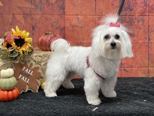 Fall is upon us; pumpkins and puppies :)