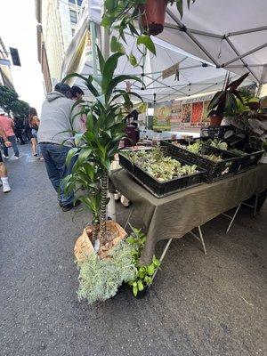 Herbs and plants for sale!