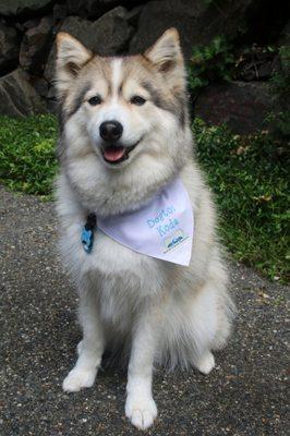 Dogtor Koda-Therapy Dog