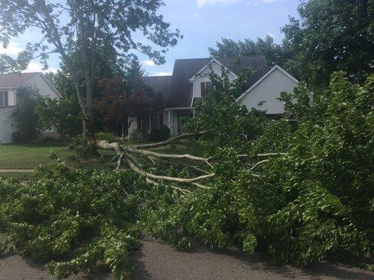 Split Silver Maple