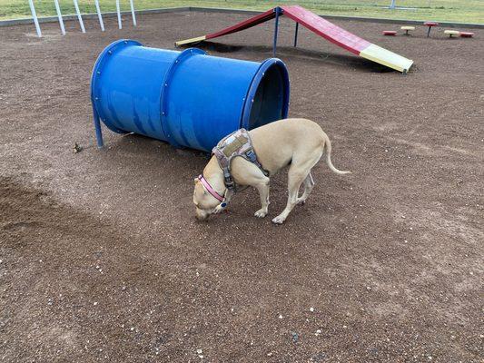 She's just gonna sniff around the structures, not actually use them LOL (10/6/2022)