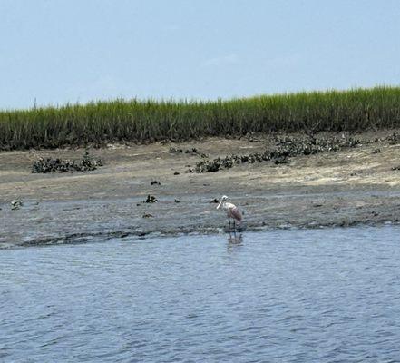 Spoonbill but also saw dolphins and lots of birds!