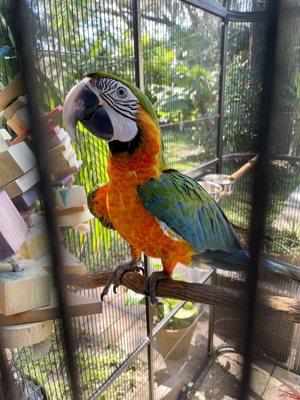 Harlequin macaw in her aviary.