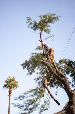 1350 Tree Services