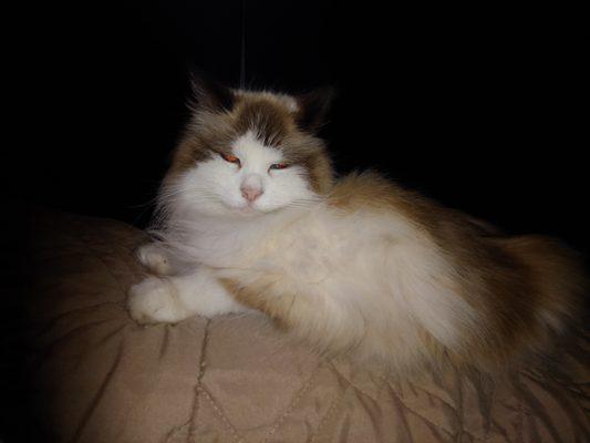 Izzy Chase,my beautiful Ragdoll..