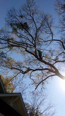 Tree Service Smyrna
 4500 West Village Pl
 Ste 2015
 Smyrna, GA 30080
 (678) 658-2550