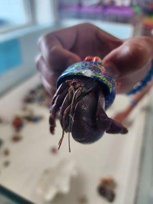 Hermit crabs for sale!