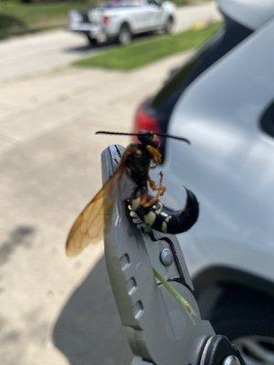 Cicada killer wasp