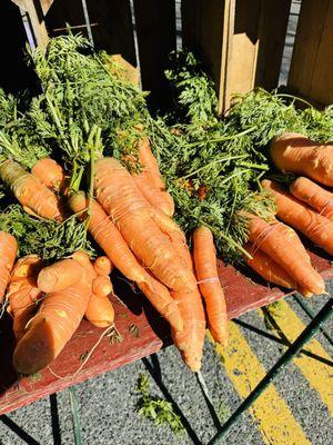 Huge Carrots!