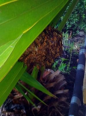 huge wasp nest hiding under palm leaf in customer's yard