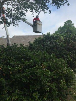 Santana Tree Service We offer tree removal, tree pruning or trimming, and stump removal. Text or call us for a estimate today 225-431-2138.