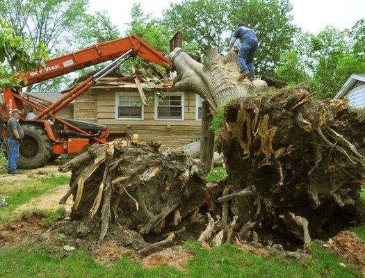 Ashley's Tree Service tree removal services in Oklahoma City. Ashley's Tree Service Inc is a privately held company in Oklaho...