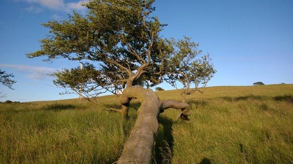 Tree on the ground