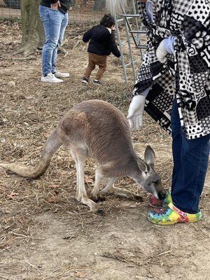 Kangaroo