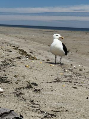 Tried it again this summer since we were going to Sandy Point. Just awful!!! Even the seagulls wouldn't touch the frozen scallops