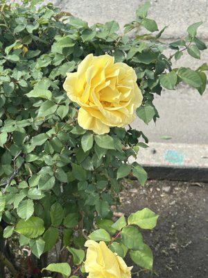 Yellow Roses