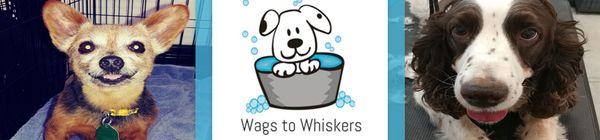 Wags to Whiskers