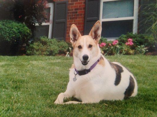 Our dog, Candy. We adopted her from here at six months and had her for fifteen years.