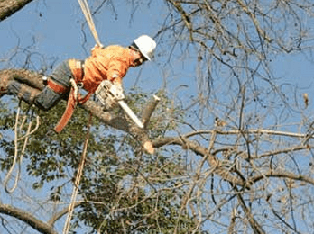 Tree Services