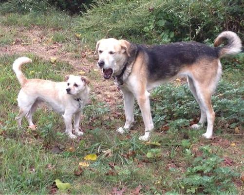 Two very happy and healthy dogs thanks to Belmar Wall Animal Hospital.