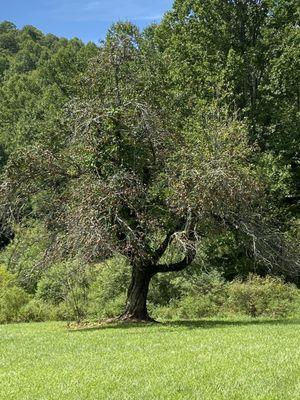 Apple trees- awesome.